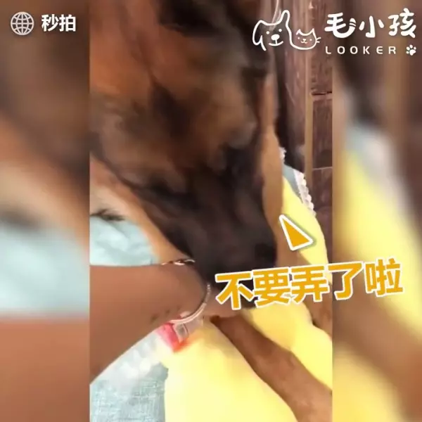 當有人要惡整主人時 貼心大汪竟然用小萌手要阻擋 網友:「沒白養了!」