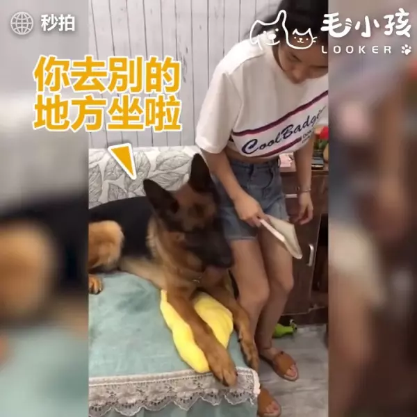 當有人要惡整主人時 貼心大汪竟然用小萌手要阻擋 網友:「沒白養了!」