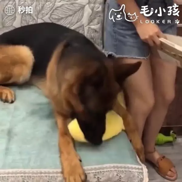 當有人要惡整主人時 貼心大汪竟然用小萌手要阻擋 網友:「沒白養了!」