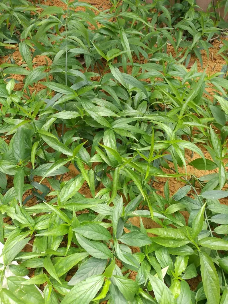 癌細胞最討厭這3+1種食物,放化療期間每天吃點,痛苦立減