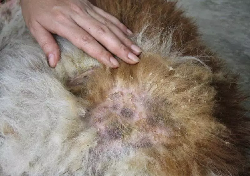 它是糖尿病爛腿者的救星,並曾救回一對糖尿病患母子的爛腿