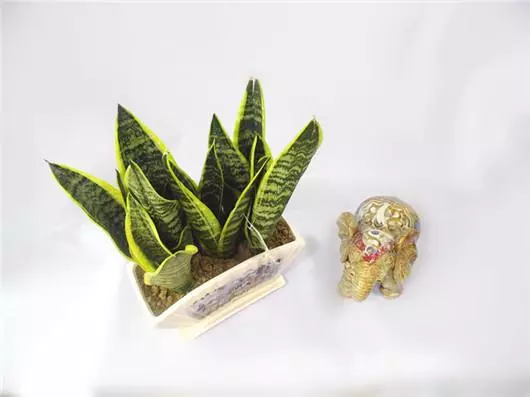虎皮蘭這麼養,不僅長的高還能開花!