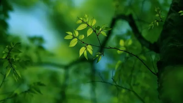 人生,只有你自己想努力,才能真正的努力