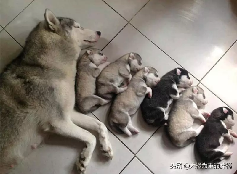 二哈:一不小心生多了怎麼辦,網友:真是天生的戲精啊
