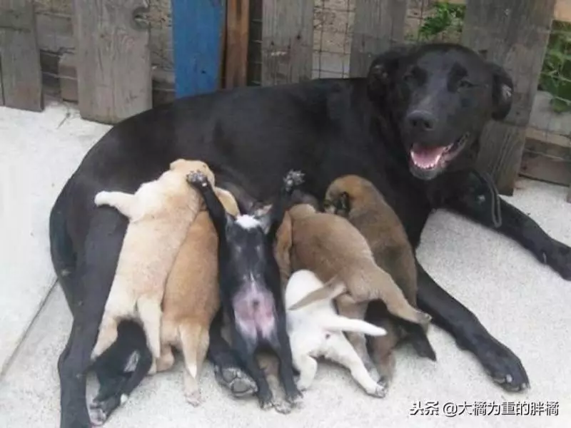二哈:一不小心生多了怎麼辦,網友:真是天生的戲精啊