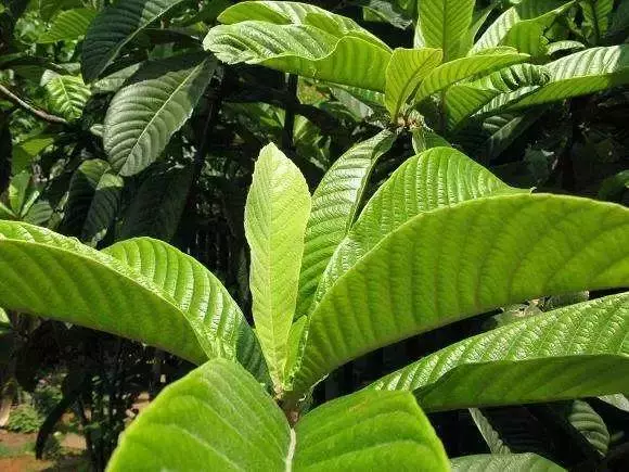 反復咳嗽,喉嚨有痰難入睡?一片葉子熬碗水,止咳化痰,效果非常好