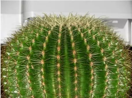 20種花草的風水意義,讓你財源廣進!
