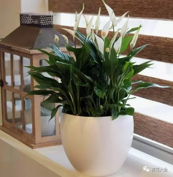 20種花草的風水意義,讓你財源廣進!