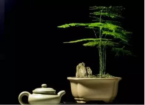 20種花草的風水意義,讓你財源廣進!