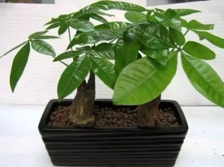 20種花草的風水意義,讓你財源廣進!