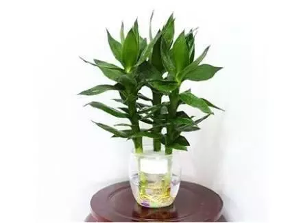 20種花草的風水意義,讓你財源廣進!