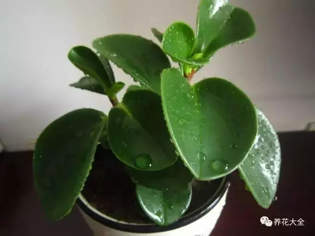 20種花草的風水意義,讓你財源廣進!