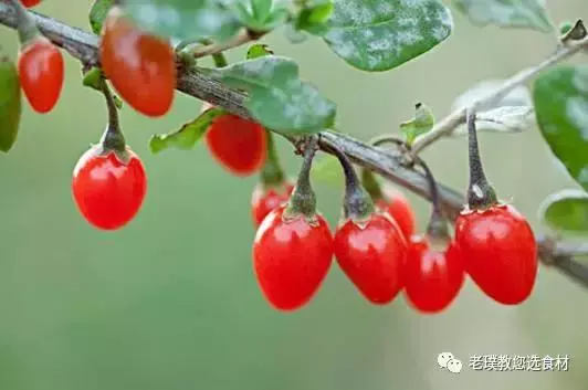 你吃的是枸杞還是毒藥,不妨做個實驗來看看