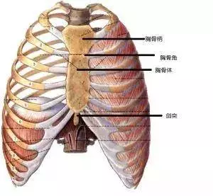 1個動作滾動30次,放鬆全身肌肉,頸椎不酸了,腰椎不疼了