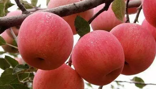 每天空腹吃1個蘋果,堅持半個月,4個「好處」不請自來!