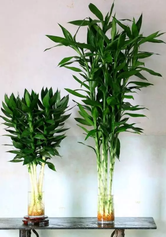 一勺粉末丟進水裡,富貴竹葉子碧綠還開花,養一年沒見黃葉