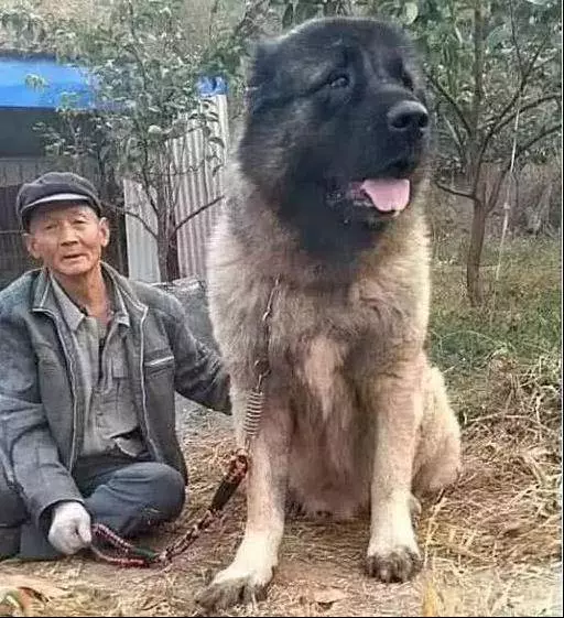 老人山中養只狗,幾年後狗狗讓人意想不到,每天讓人安全感十足!