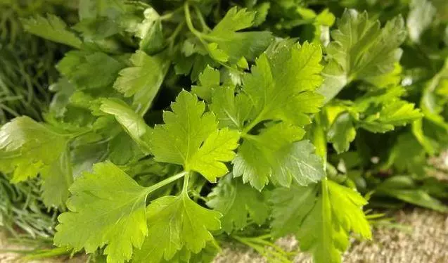 醫生忠告:這5種人吃香菜就是在找病,越早知道越好!