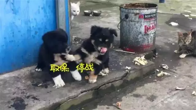 警察小哥收養兩隻流浪狗,不慎走丟一隻後,特地為狗狗辦了編制!