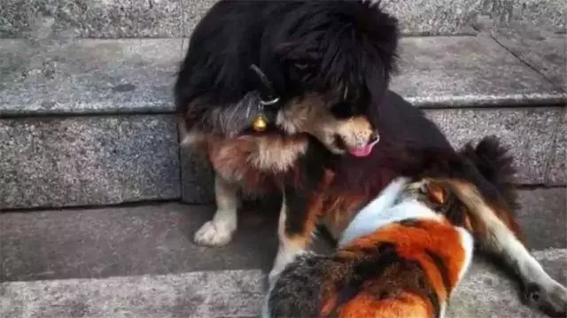 警察小哥收養兩隻流浪狗,不慎走丟一隻後,特地為狗狗辦了編制!