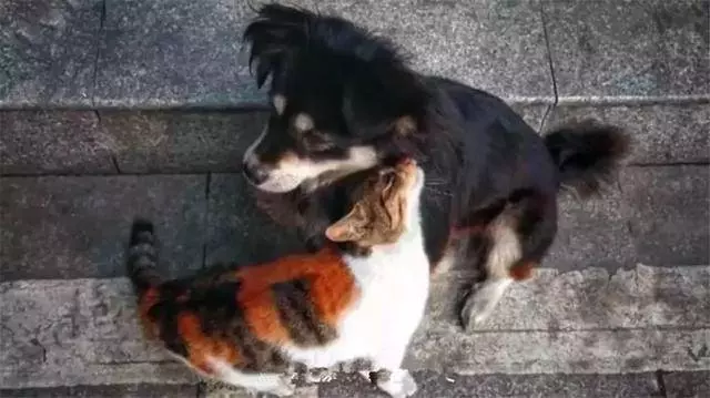 警察小哥收養兩隻流浪狗,不慎走丟一隻後,特地為狗狗辦了編制!