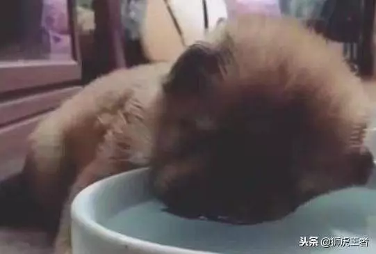 遛完狗後,小奶狗喝水半天沒有動靜,女主走近一瞧,被萌出眼淚!