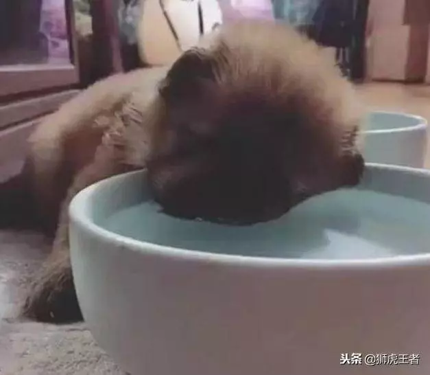遛完狗後,小奶狗喝水半天沒有動靜,女主走近一瞧,被萌出眼淚!