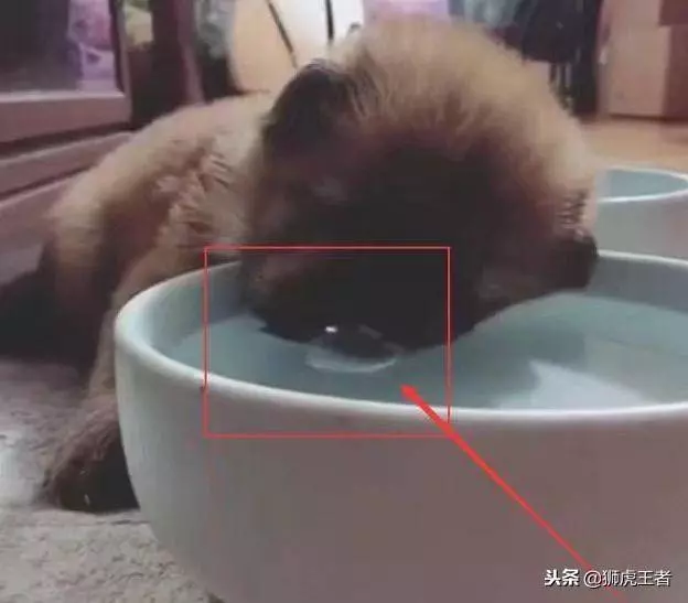 遛完狗後,小奶狗喝水半天沒有動靜,女主走近一瞧,被萌出眼淚!