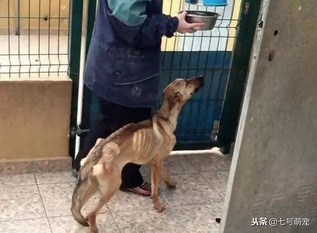 只剩皮包骨的流浪狗被男子好心收留,3個月後狗狗迎來新生!