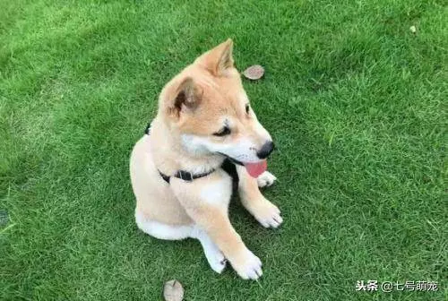 狗狗咬死毒蛇向主人炫耀,事後中毒而亡,死前以這種方式告別!