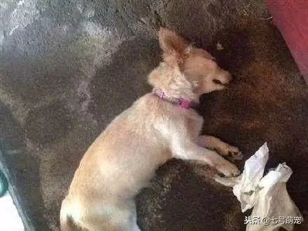 狗狗咬死毒蛇向主人炫耀,事後中毒而亡,死前以這種方式告別!