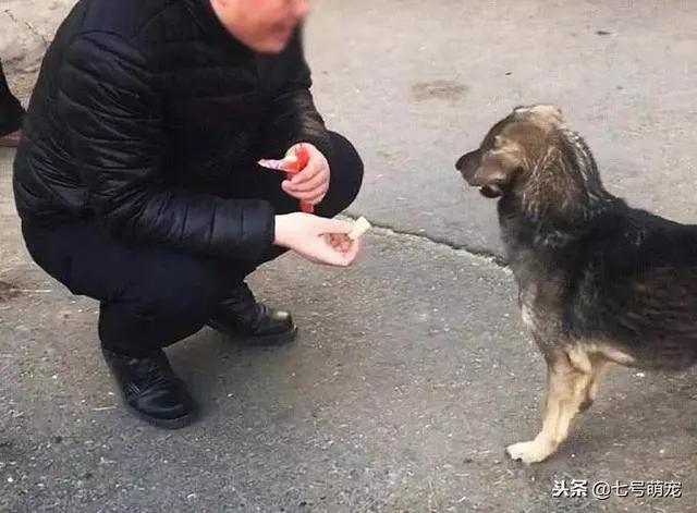 流浪狗看到火腿腸不肯吃,還以為它不喜歡,下一秒被狗狗感動哭了