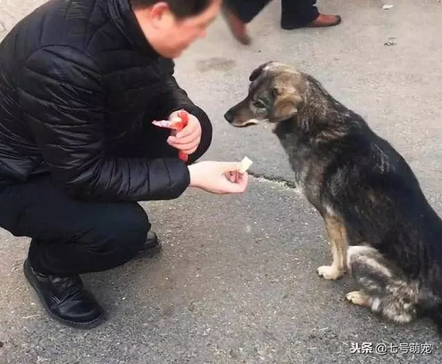 流浪狗看到火腿腸不肯吃,還以為它不喜歡,下一秒被狗狗感動哭了