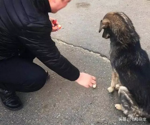 流浪狗看到火腿腸不肯吃,還以為它不喜歡,下一秒被狗狗感動哭了