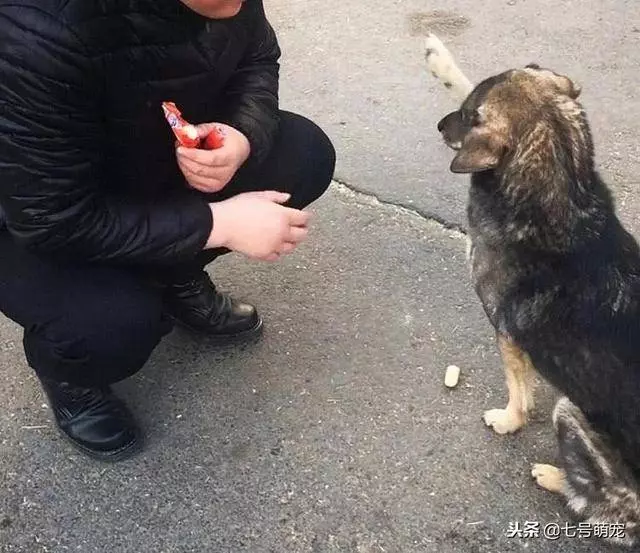 流浪狗看到火腿腸不肯吃,還以為它不喜歡,下一秒被狗狗感動哭了