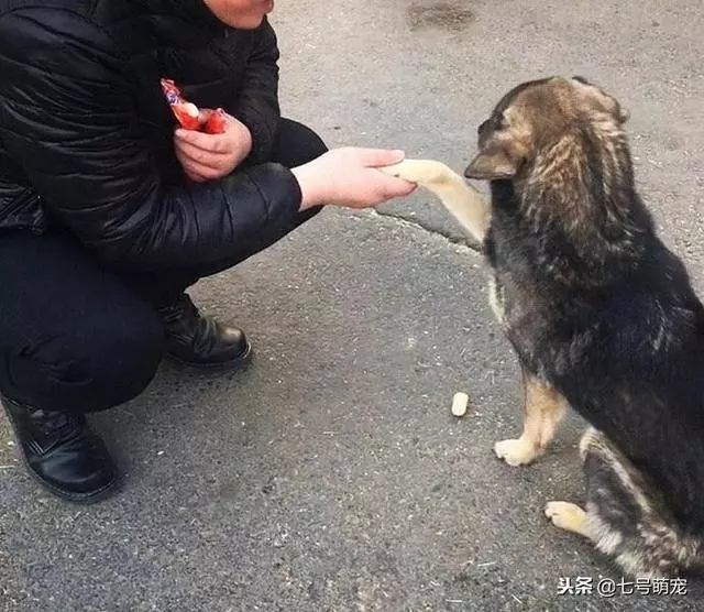 流浪狗看到火腿腸不肯吃,還以為它不喜歡,下一秒被狗狗感動哭了