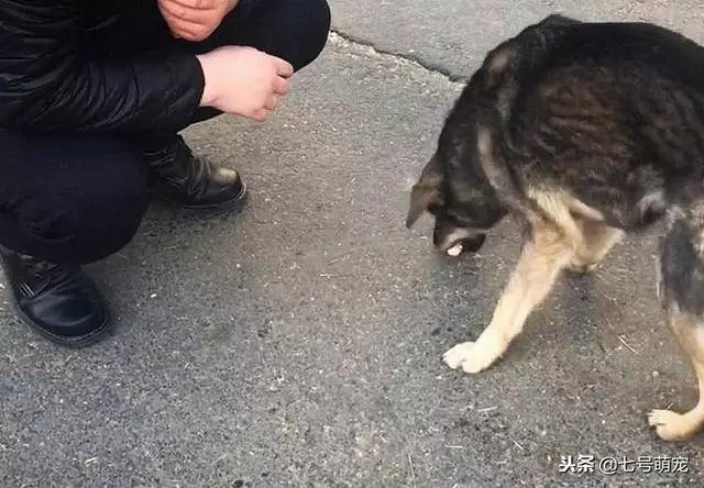 流浪狗看到火腿腸不肯吃,還以為它不喜歡,下一秒被狗狗感動哭了