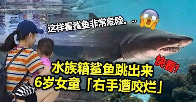 (內有視頻看)水族箱鯊魚跳出來 6歲女童「右手遭咬爛」!!