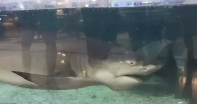 (內有視頻看)水族箱鯊魚跳出來 6歲女童「右手遭咬爛」!!
