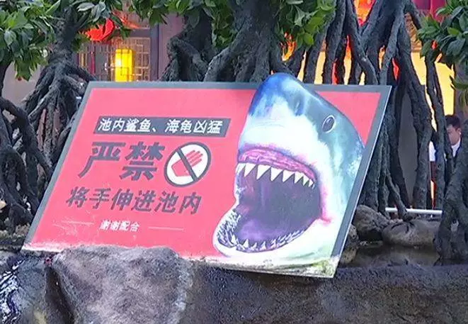 (內有視頻看)水族箱鯊魚跳出來 6歲女童「右手遭咬爛」!!