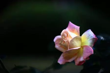 12月20號開始,吉星庇佑運勢飄紅,財源堆滿山的6大生肖!