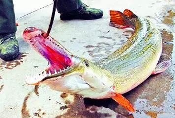 小夥釣上一條大怪魚,身如蟒蛇嘴似鱷魚,岸上人大喊:快逃命!