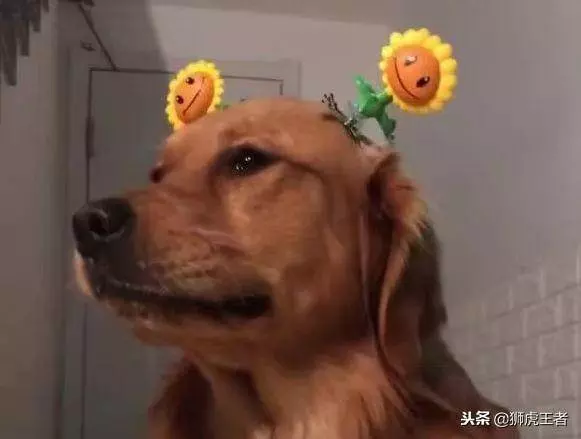 金毛離家出走,隨後鄰居的一個電話笑噴了,有點心疼金毛的遭遇!