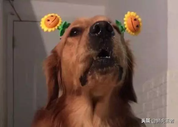 金毛離家出走,隨後鄰居的一個電話笑噴了,有點心疼金毛的遭遇!