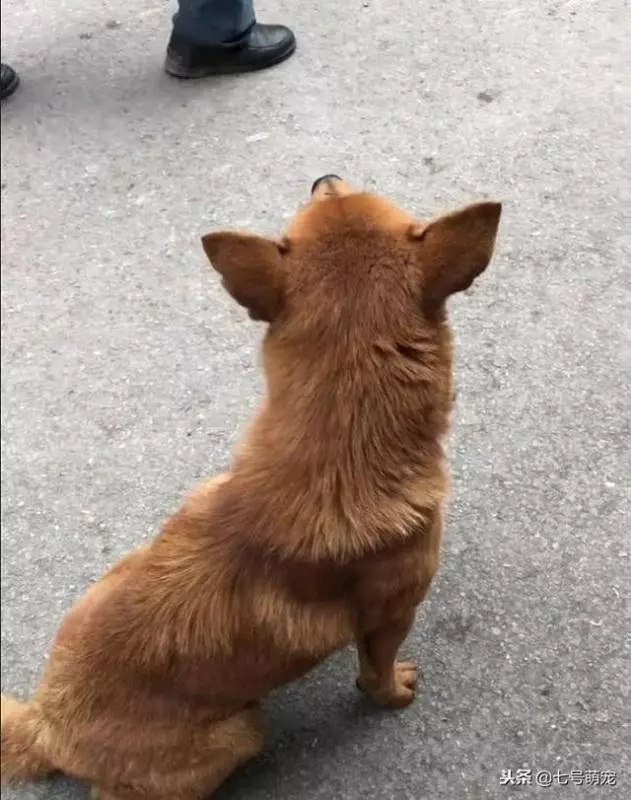 土狗被趕出家門,看到狗狗含淚仰天長嘯,路人再也看不下去了!