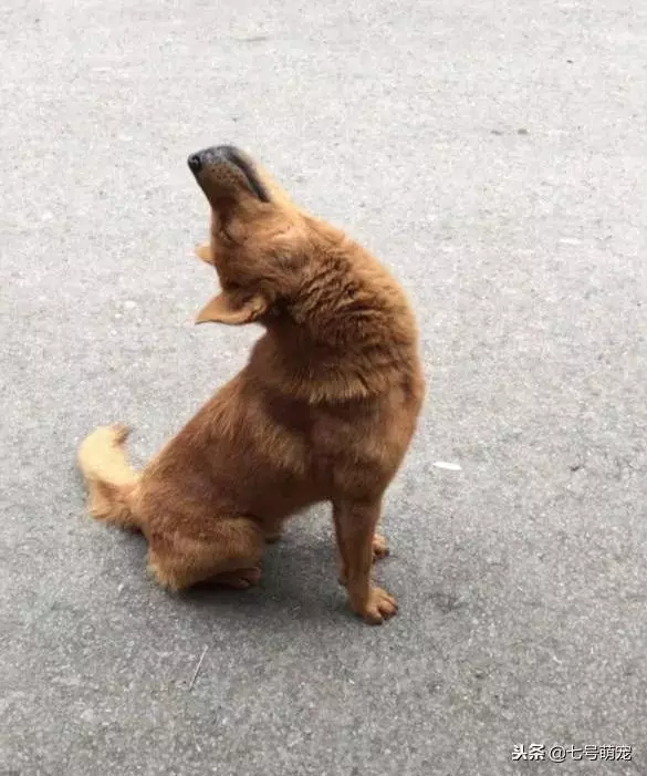 土狗被趕出家門,看到狗狗含淚仰天長嘯,路人再也看不下去了!