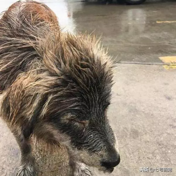 下著大雨,狗狗卻站在路中央不走,女子奇怪,上前一看氣得想罵人