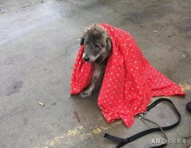 下著大雨,狗狗卻站在路中央不走,女子奇怪,上前一看氣得想罵人