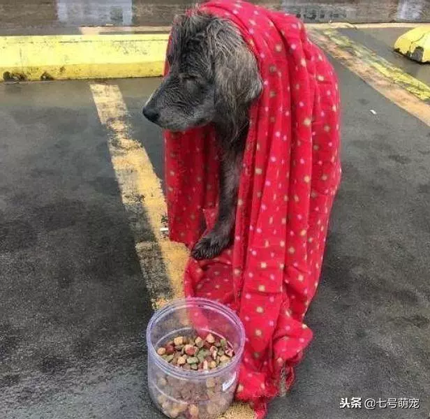下著大雨,狗狗卻站在路中央不走,女子奇怪,上前一看氣得想罵人