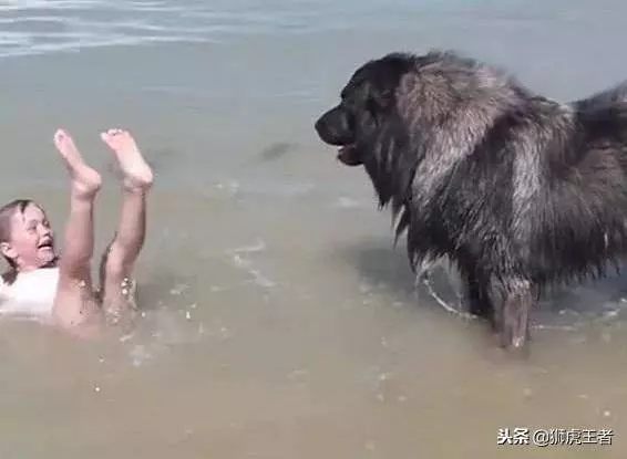 主人被衝到海里去了,狗狗馬上飛奔過來營救!網友:這狗沒白養
